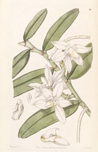 Thrixspermum calceolus（syn。Sarcochilus calceolusとして） 作： Miss Drake